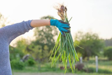 Sebze bahçesinde kadın elinde taze yeşil soğan yakın çekim.