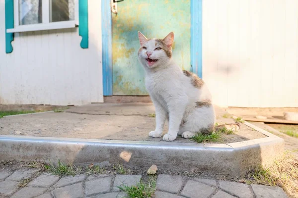 Забавный сельский кот сидит у двери и мяукает. — стоковое фото