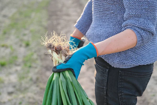 Крупный план свежего зеленого лука в руке женщины в огороде . — стоковое фото