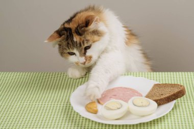 Üç renkli evcil kedi masadaki bir tabaktan yiyecek çalıyor