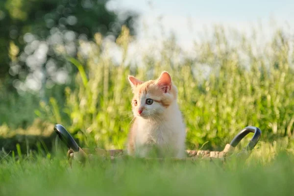緑の日当たりの良い草のバスケットでかわいい赤いふわふわ子猫 — ストック写真