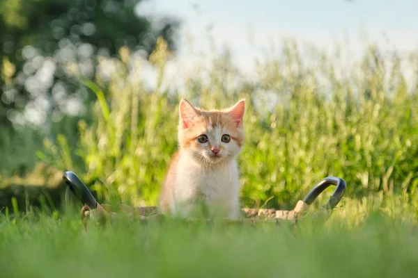緑の日当たりの良い草のバスケットでかわいい赤いふわふわ子猫 — ストック写真
