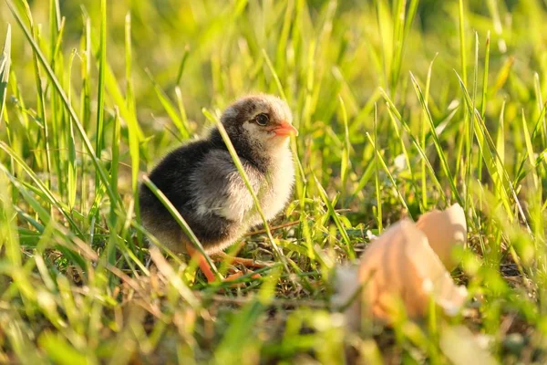 Pollo recién nacido con cáscara de huevo, fondo de hierba verde a la luz del sol — Foto de Stock