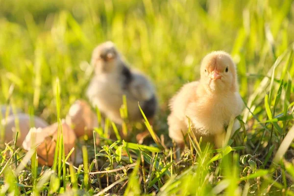 Dos pollos recién nacidos con huevos de cáscara de huevo agrietados. Fondo de hierba soleada — Foto de Stock