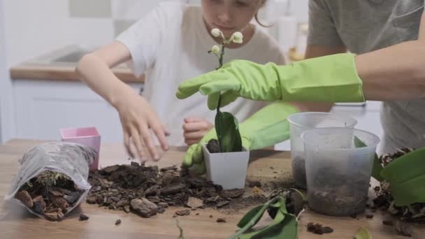 Fechar Mão Filha Criança Mãe Plantando Orquídeas Vasos Flores Juntos — Vídeo de Stock