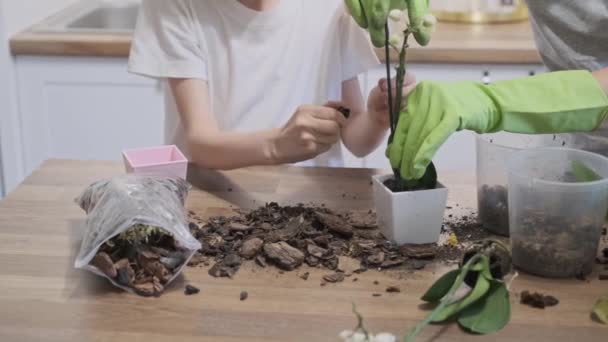 一緒に植木鉢に蘭を植える手の子供の娘と母のクローズアップ 台所で自宅で家族 — ストック動画