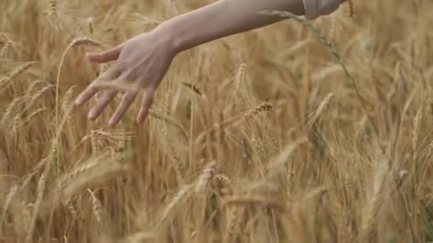 Девушка касается желтых колосьев пшеницы в поле — стоковое видео