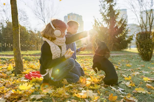 Dzieci chłopiec i dziewczyna bawią się z jamnik pies w słonecznym jesiennym parku — Zdjęcie stockowe