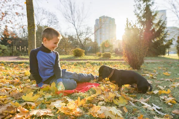 Chłopiec dziecko bawią się z jamnik pies w jesiennym słonecznym parku — Zdjęcie stockowe