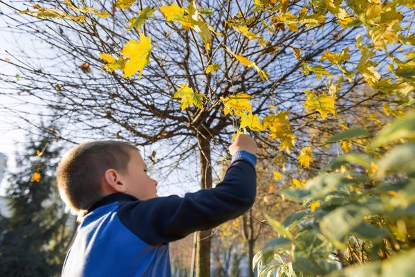 阳光明媚的秋天公园男孩的肖像，背景枫树 — 图库照片