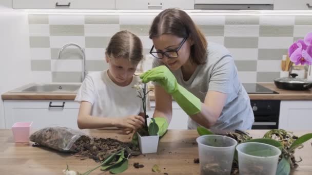 Mutter Mit Tochter Pflanzt Orchideenblumen Töpfen Hintergrund Der Heimischen Küche — Stockvideo