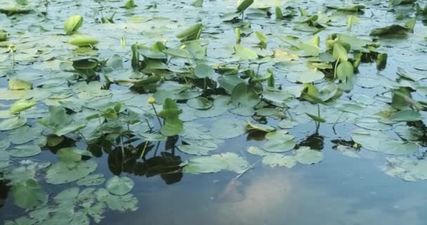 Желтоволосый Nuphar Lutea Цветущая Желтая Водяная Лилия Растения Воде Закате — стоковое видео