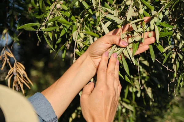 Bliska kobieta ręce na drzewie oliwnym — Zdjęcie stockowe