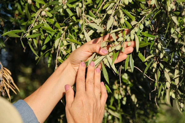 Close up of woman hands on olive tree — Stock Photo, Image