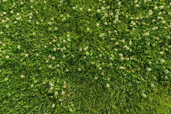 Abstract texture background, natural bright green grass — Stock Photo, Image