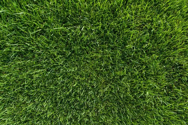 Abstract texture background, natural bright green grass — Stock Photo, Image