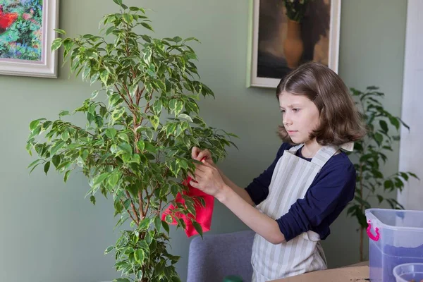 Niña cuidando de la planta de interior, niño limpia el polvo de hojas de ficus — Foto de Stock