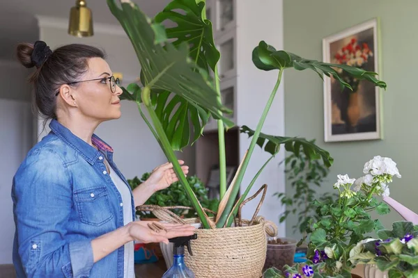 Vrouw bemest monstera plant in pot met minerale meststof in stokjes thuis — Stockfoto