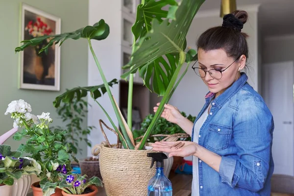 Frau düngt Monstera-Pflanze im Topf mit Mineraldünger zu Hause — Stockfoto