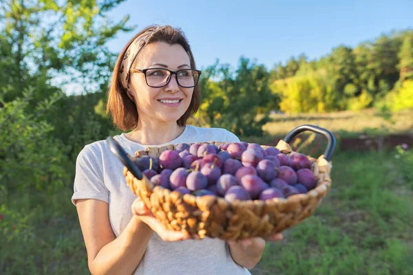 Jardinier femelle avec récolte de prunes dans le panier, fond du jardin — Photo