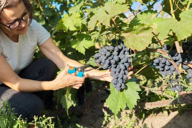 Harvest of blue grapes in vineyard, female farmer picking bunch of grapes clipart
