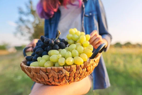 Mujer joven con cesta de vendimia de uvas azules y verdes — Foto de Stock