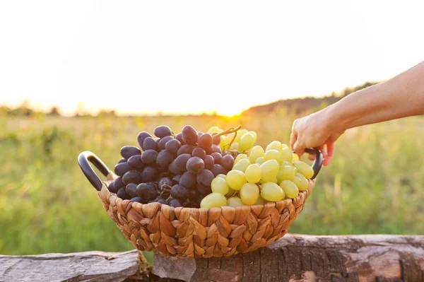 Cesta con cosecha de uvas verdes y azules, hermoso fondo de la naturaleza puesta del sol — Foto de Stock