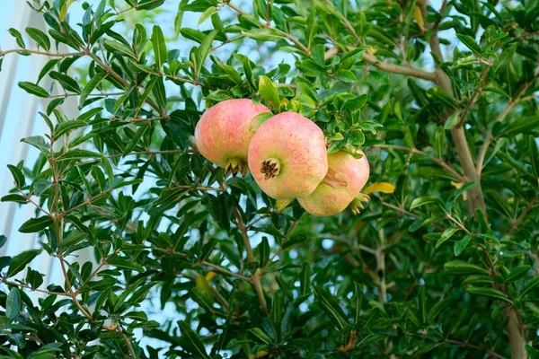 Sjungande gröna röda granatäpplen på ett träd — Stockfoto