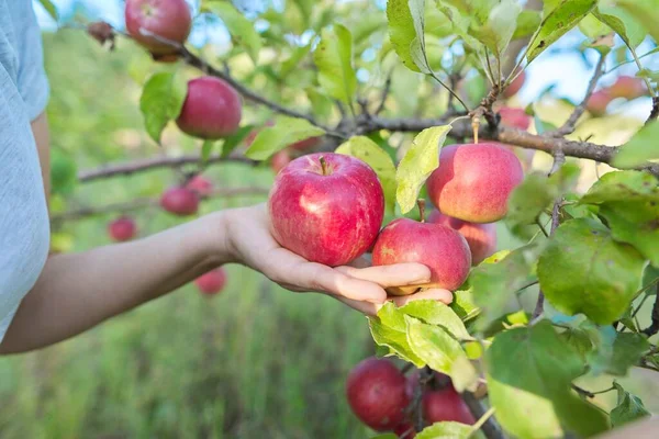 Ernte von roten Äpfeln auf einem Baum im Garten — Stockfoto