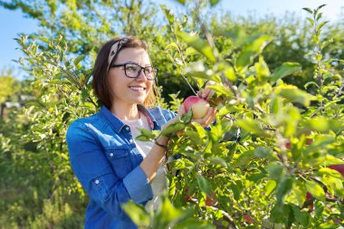 Güneş elması bahçesindeki bir kadın elinde kırmızı olgun bir elma tutuyor, uzayı kopyalıyor.