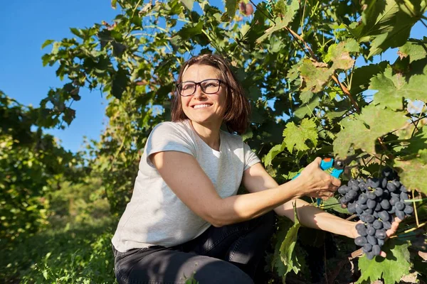 Colheita de uvas azuis em vinhedo, agricultora feminina colhendo cachos de uvas — Fotografia de Stock