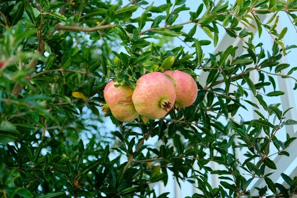 Τραγουδώντας πράσινα κόκκινα ρόδια σε ένα δέντρο — Φωτογραφία Αρχείου