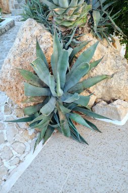 Agave americana marginata bitkisi bahçeye yakın plan
