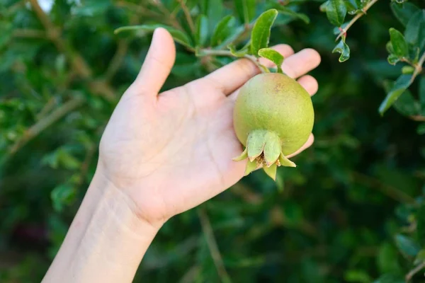 Grüne Granatapfelfrucht an einer Pflanze in der Hand — Stockfoto