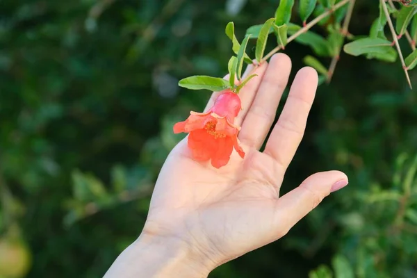 Linda flor de romã na mão das mulheres, planta romã ao ar livre — Fotografia de Stock