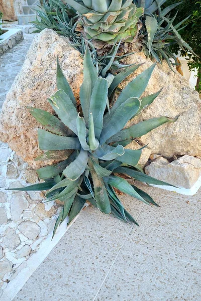 Agave americana diskatata plant close in the garden — 스톡 사진