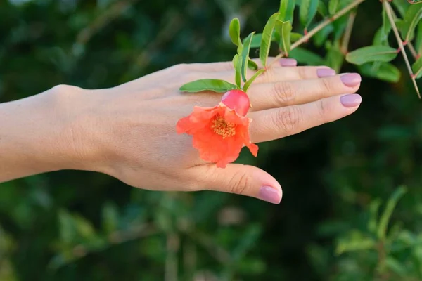 Beautiful pomegranate flower in womans hand, plant pomegranate outdoor — Stock Image Beautiful pomegranate flower in womans hand, plant pomegranate outdoor Stock Image