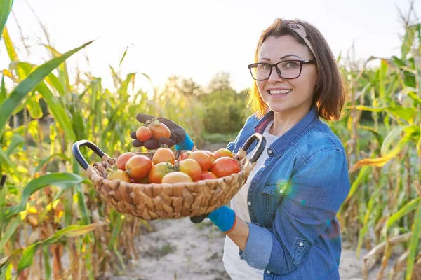 女农菜园里放着一篮子西红柿，西红柿关上了 — 图库照片