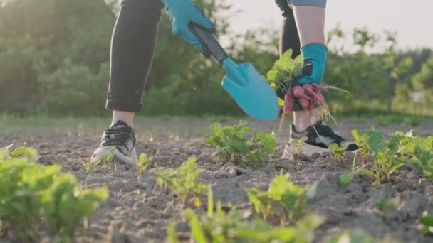 Női kertész közeli kezei kesztyűben, vörös retek betakarítása a zöldségkertben — Stock videók