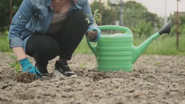 Vrouw plant tomatenplant in moestuin. Lente tuinieren, hobby, voedsel kweken, gezonde levensstijl, landbouw, landbouwconcept — Stockvideo