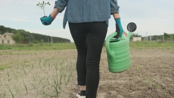 Vrouw wandelen in moestuin met zaailing van tomaat en tuin gieter, achteraanzicht — Stockvideo