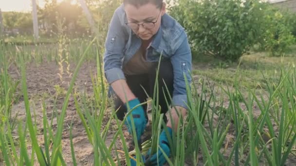 Close-up hands of female gardener in gloves harvesting crop of green onions in vegetable garden — Stock Video
