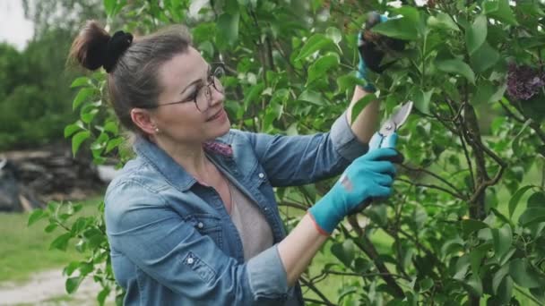 Női kertész metszőollóval nyíró orgona bokor virágzás után — Stock videók