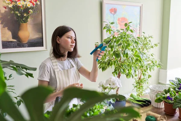 ティーン女の子カット観葉植物ficusガーデンセクター — ストック写真