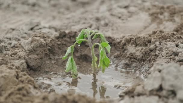 Vers geplante zaailing plant tomaat, gedrenkte plant, voorjaarstuinieren, boerderij, hobby teelt van natuurlijke groenten — Stockvideo