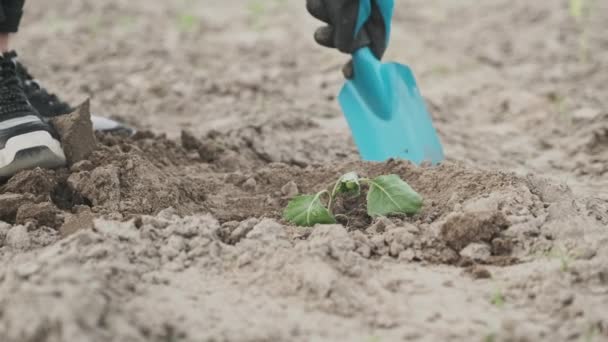 Frau pflanzt und gießt aus der Gießkanne Kohl Sämling im Frühjahr Gemüsegarten. Frühjahrsgärtnern, Hobby, Lebensmittelanbau, gesundes Leben — Stockvideo