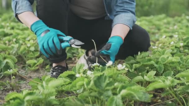 Spring garden, strawberry beds, female gardener cuts secateurs young shoots of plants. Seasonal garden work, agriculture, farming, growing organic food, hobbies and leisure — Stock Video