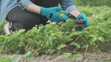  Bahar bahçesi, çilek yatakları, kadın bahçıvanlar kesiciler genç çiçek filizleri. Mevsimlik bahçe işleri, tarım, çiftçilik, büyüyen organik gıda, hobiler ve boş zaman