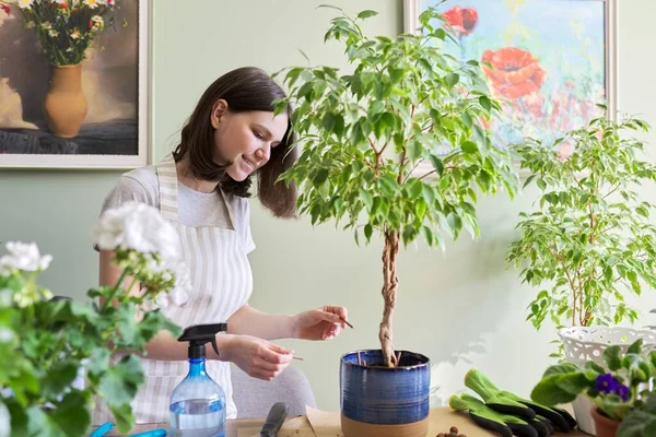 Fille fertilise plante ficus benjamina arbre en pot avec de l'engrais minéral dans les bâtons à la maison — Photo