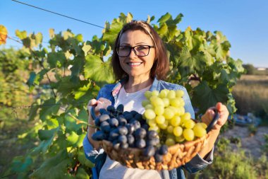 Mavi ve yeşil üzümlü mutlu gülümseyen kadın sepette hasat yapıyor.
